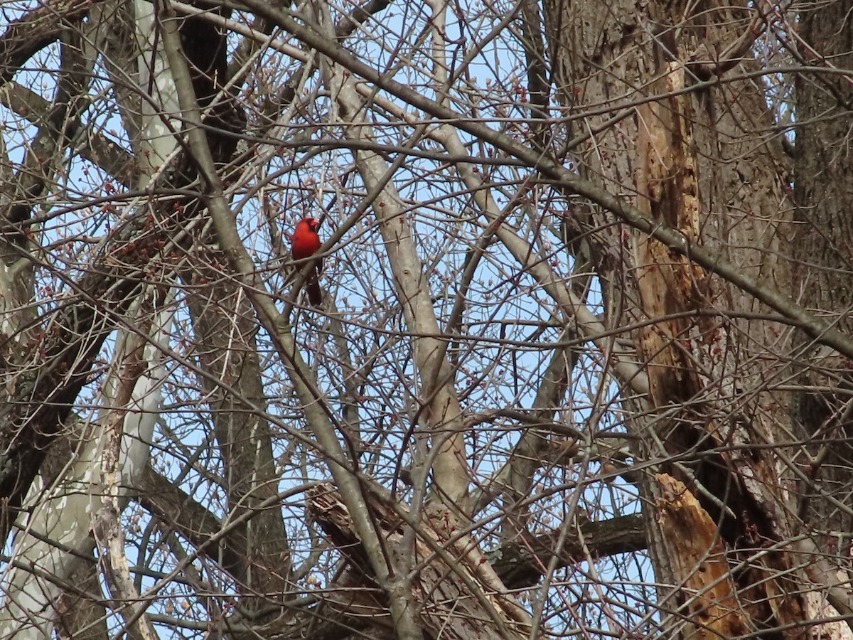 kardinál červený - ML615545619