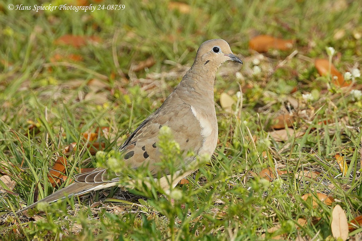 Mourning Dove - ML615545648