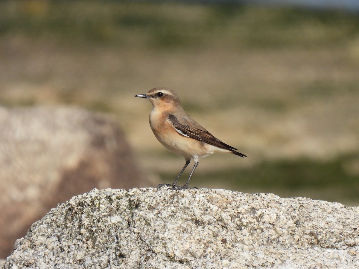 Northern Wheatear - ML615545657