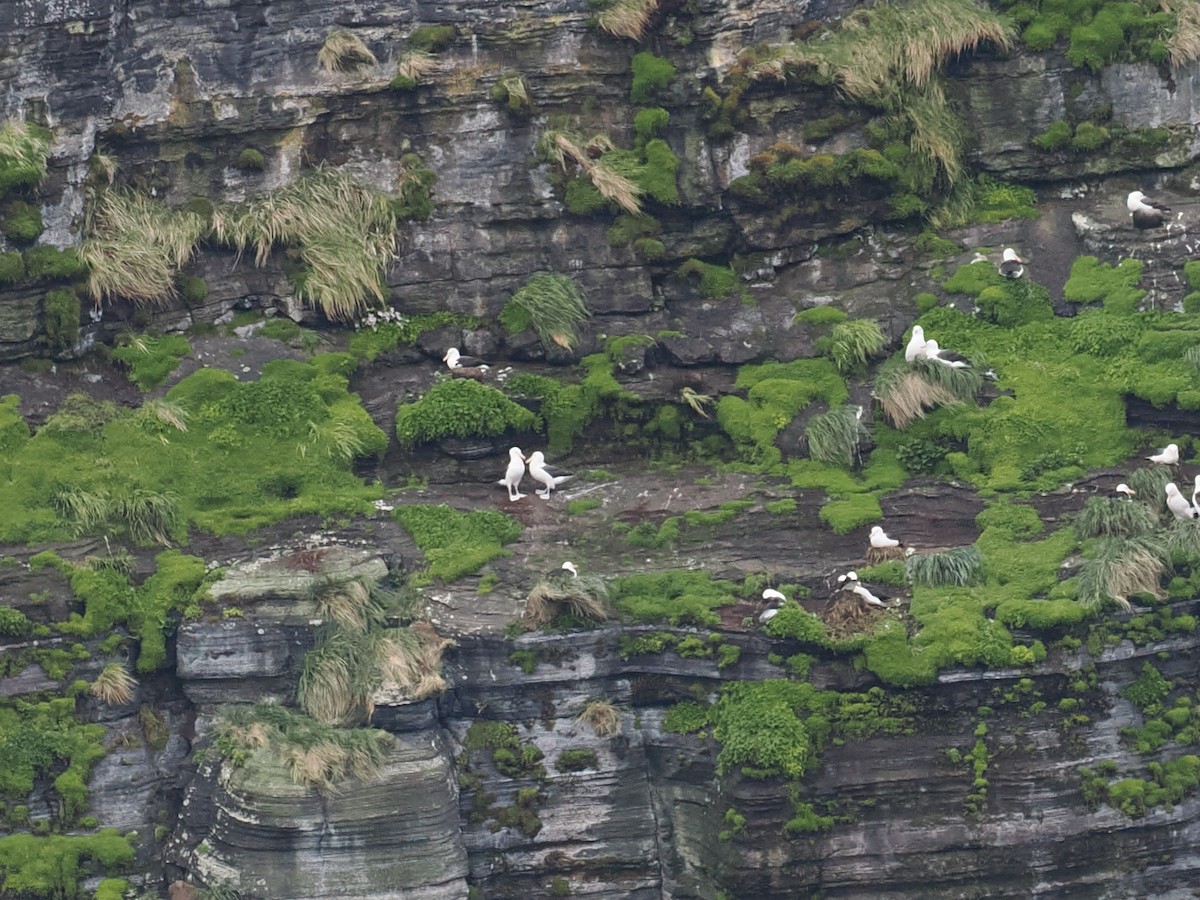 Black-browed Albatross - Nigel Hacking