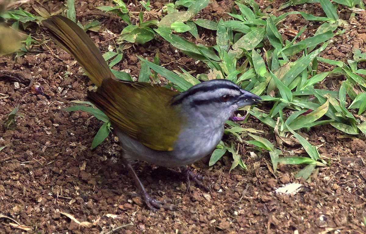 Black-striped Sparrow - ML615545679