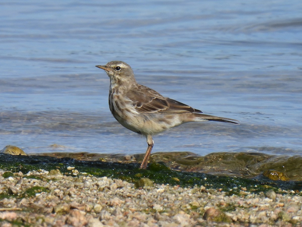Water Pipit - ML615545689
