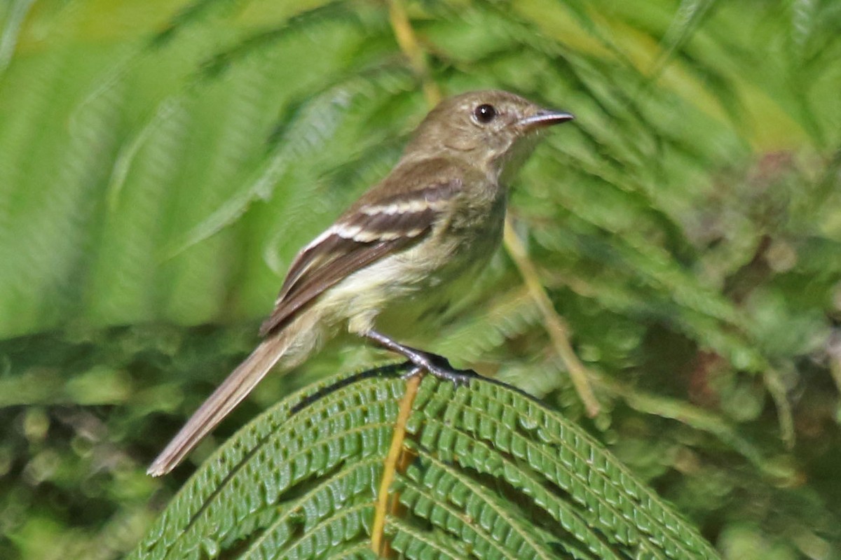 Olive-chested Flycatcher - ML615545690