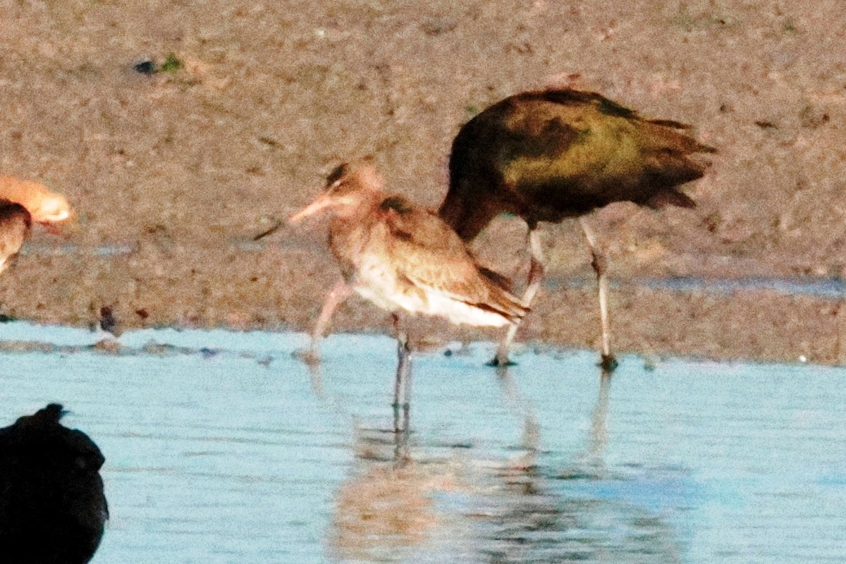 Black-tailed Godwit - ML615545783