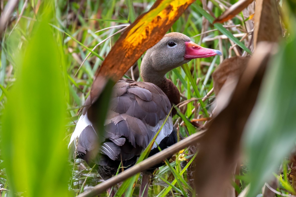 Black-bellied Whistling-Duck - ML615545786