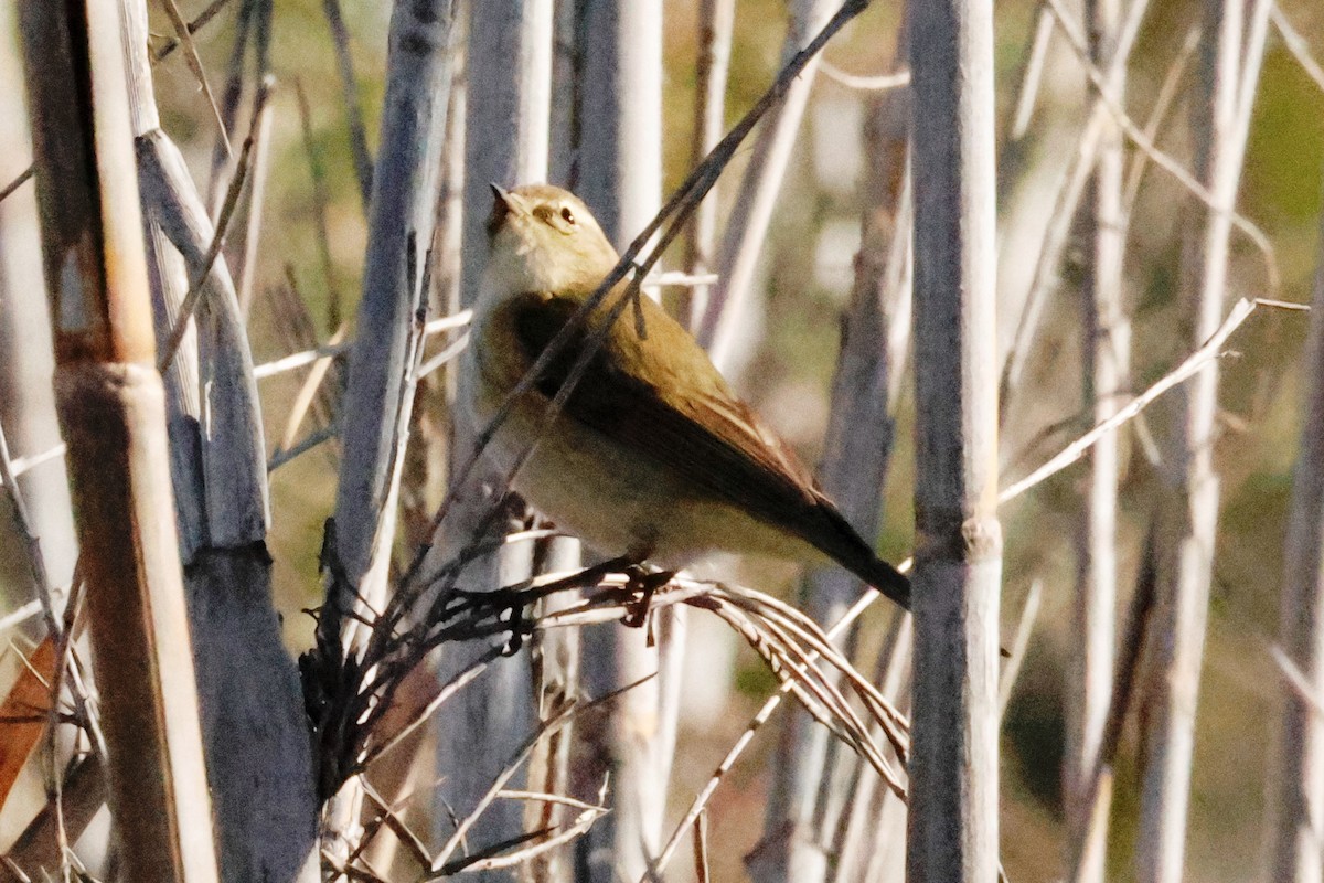 Common Chiffchaff - ML615545846