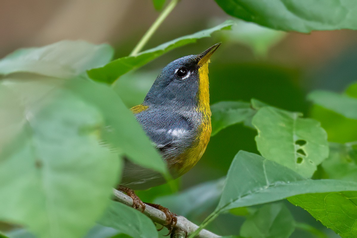 Northern Parula - ML615545853