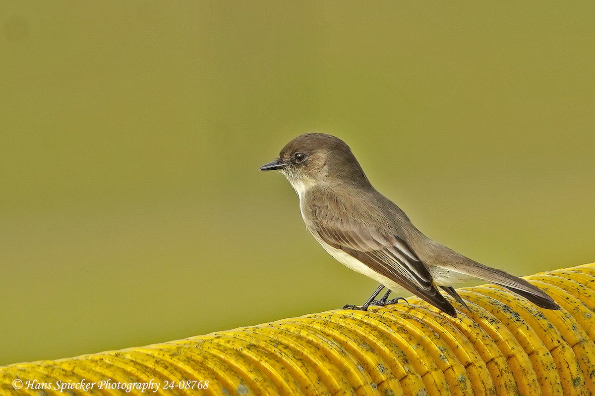 Eastern Phoebe - ML615545883
