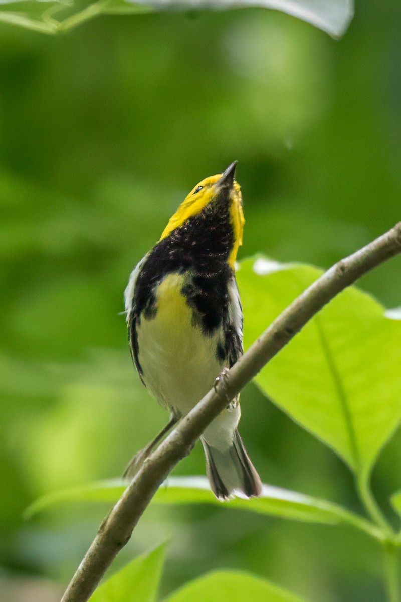 Black-throated Green Warbler - ML615545939