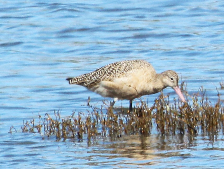 Marbled Godwit - ML615546005