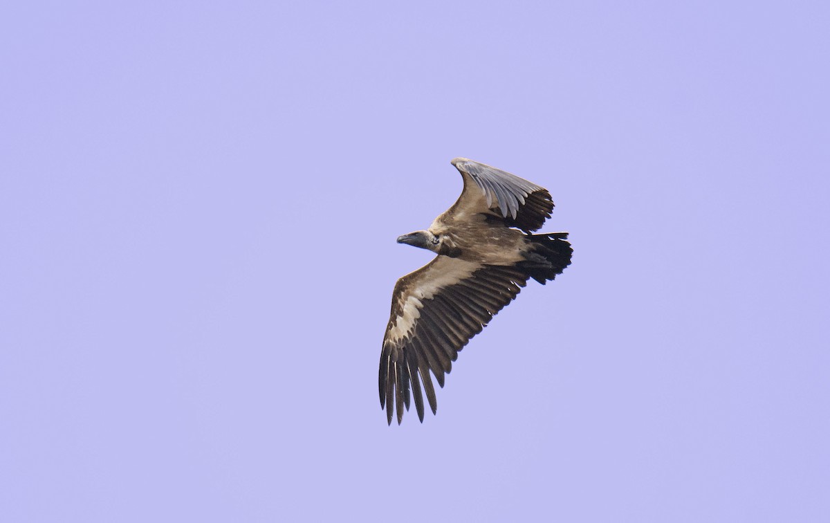 White-backed Vulture - Antonio Ceballos Barbancho