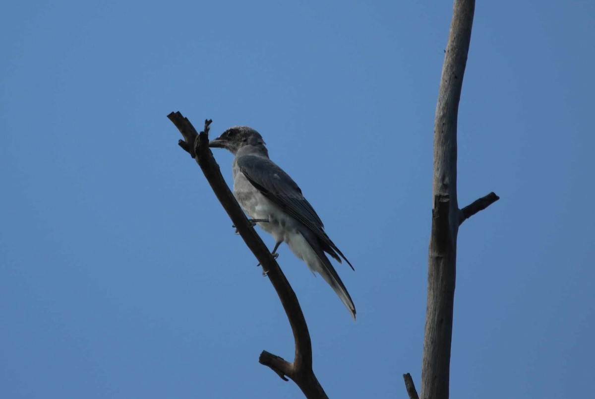 Black-faced Cuckooshrike - Vikki Pentecost