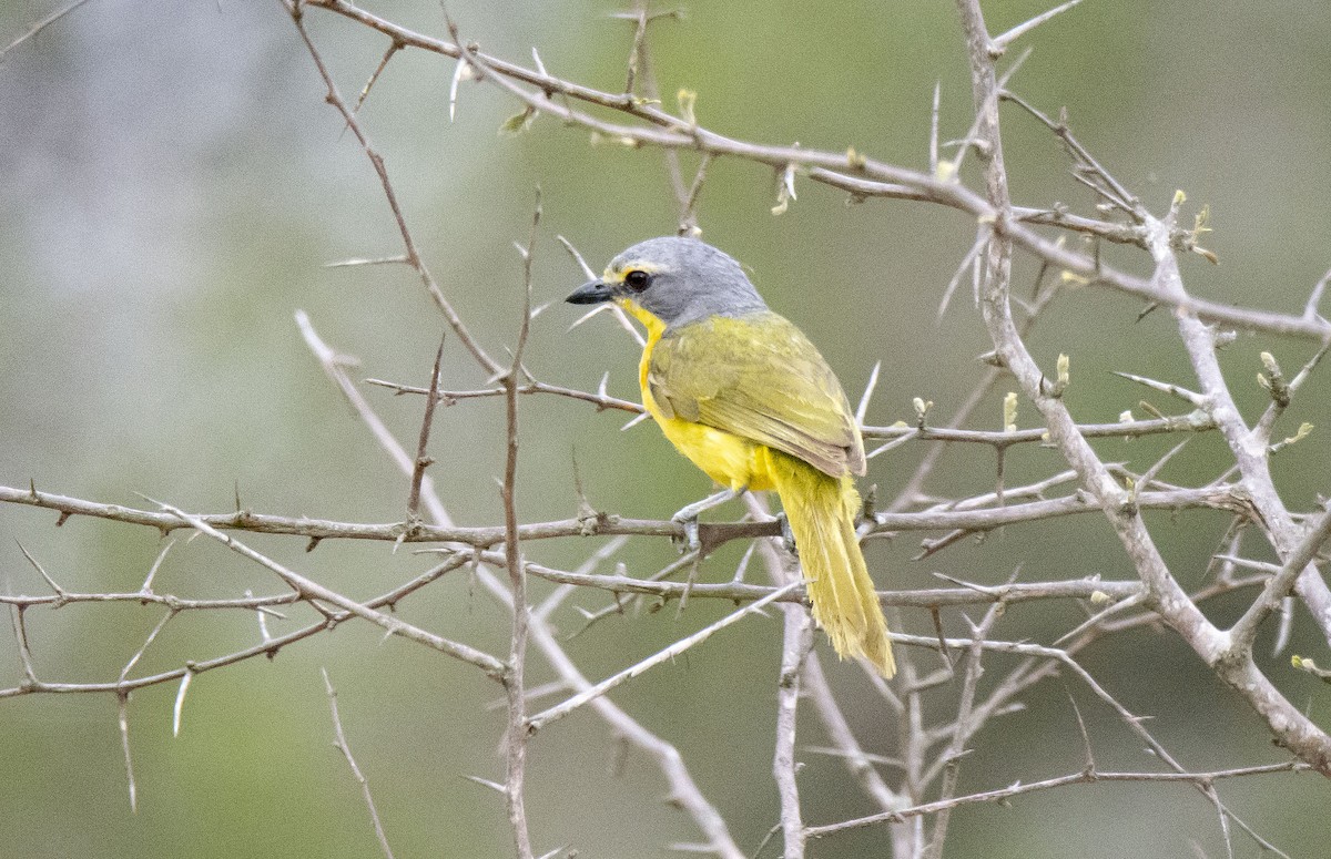 Sulphur-breasted Bushshrike - Antonio Ceballos Barbancho