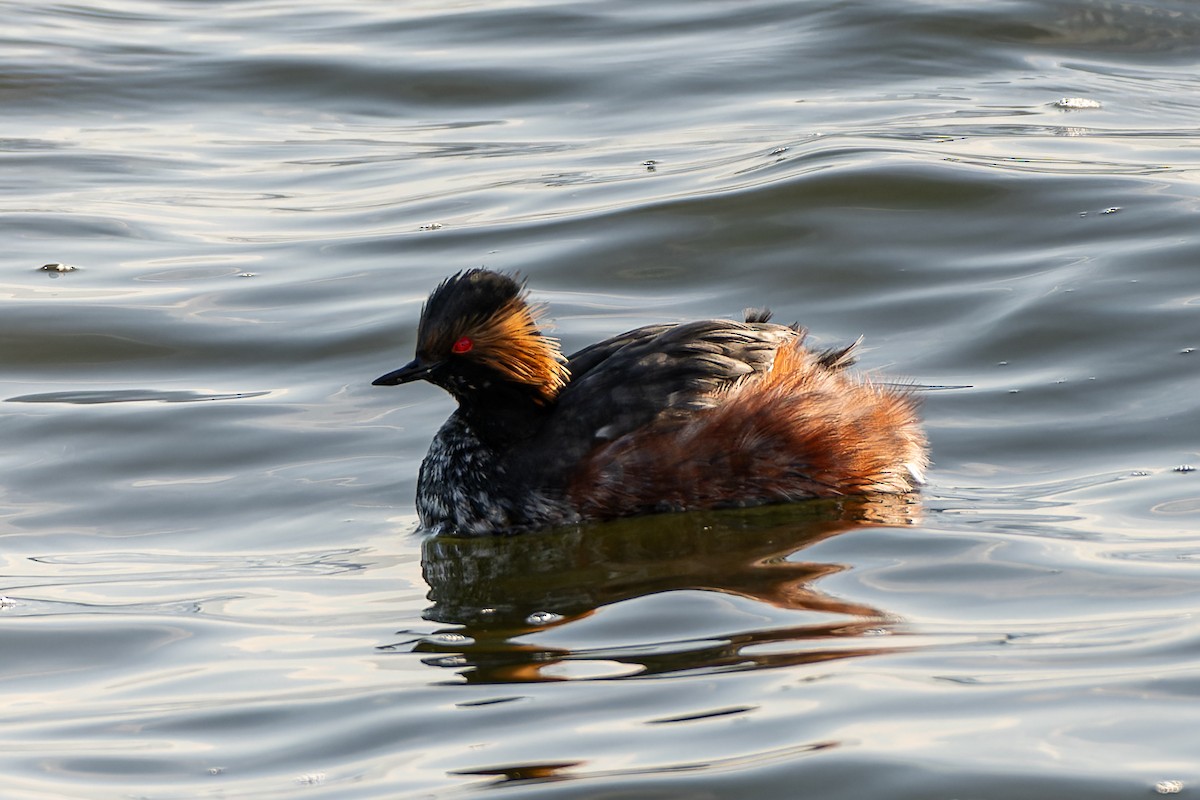 Eared Grebe - ML615546110