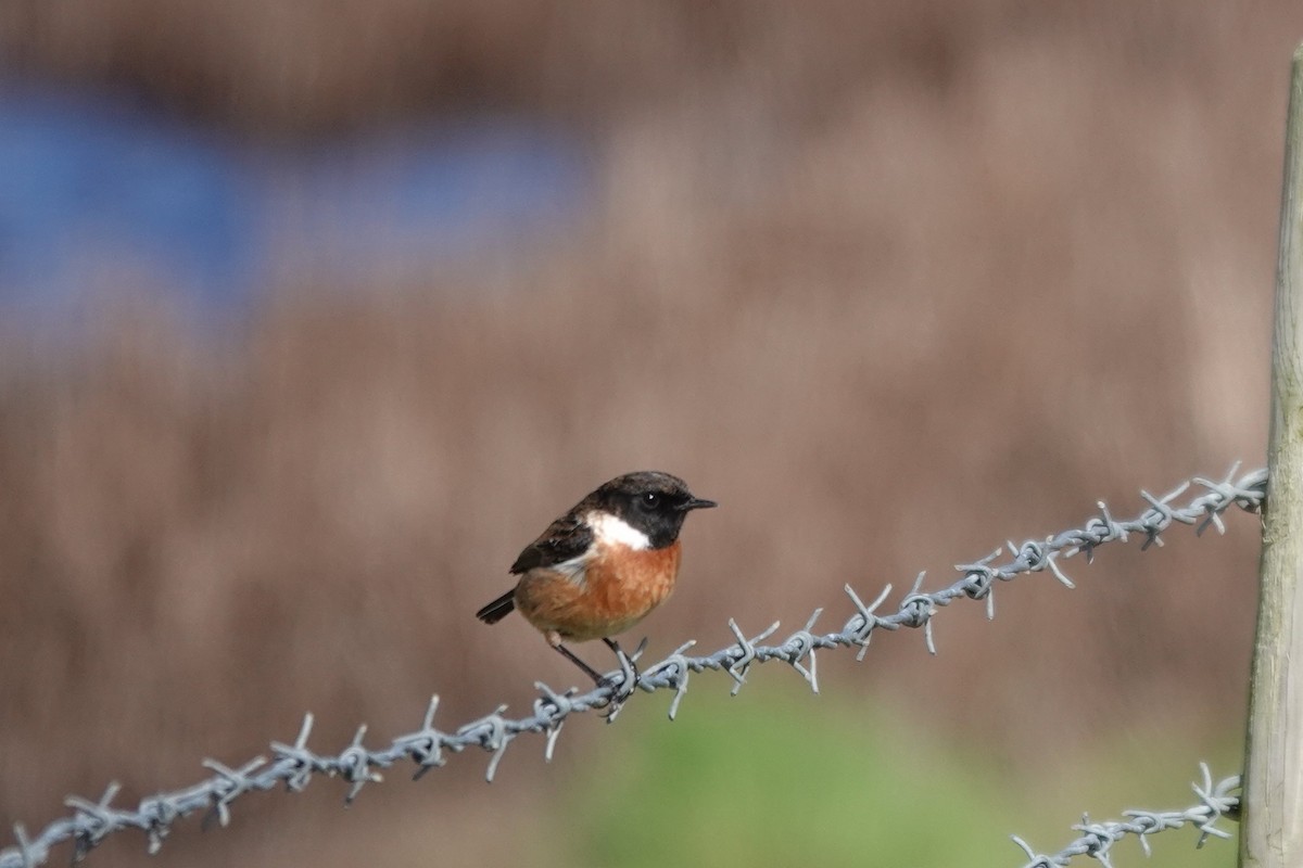 European Stonechat - Roly Pitts