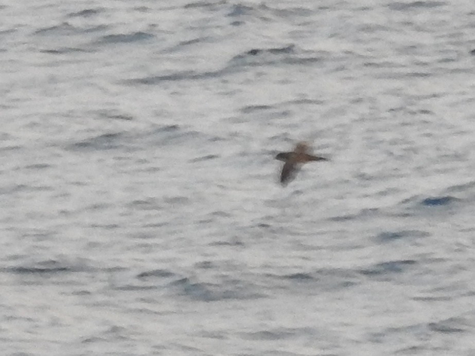 shearwater sp. - ML615546275