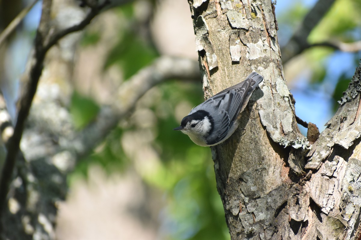 White-breasted Nuthatch - ML615546296