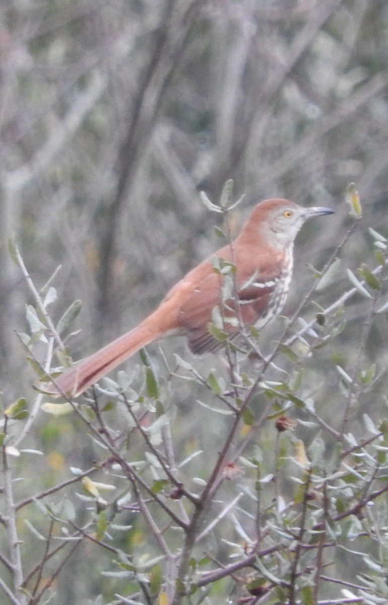 Brown Thrasher - ML615546306