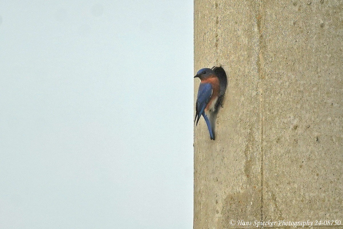Eastern Bluebird - ML615546314