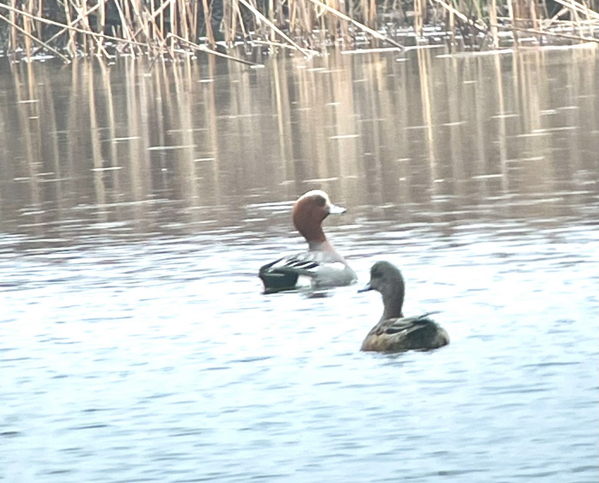 American Wigeon - Magill Weber