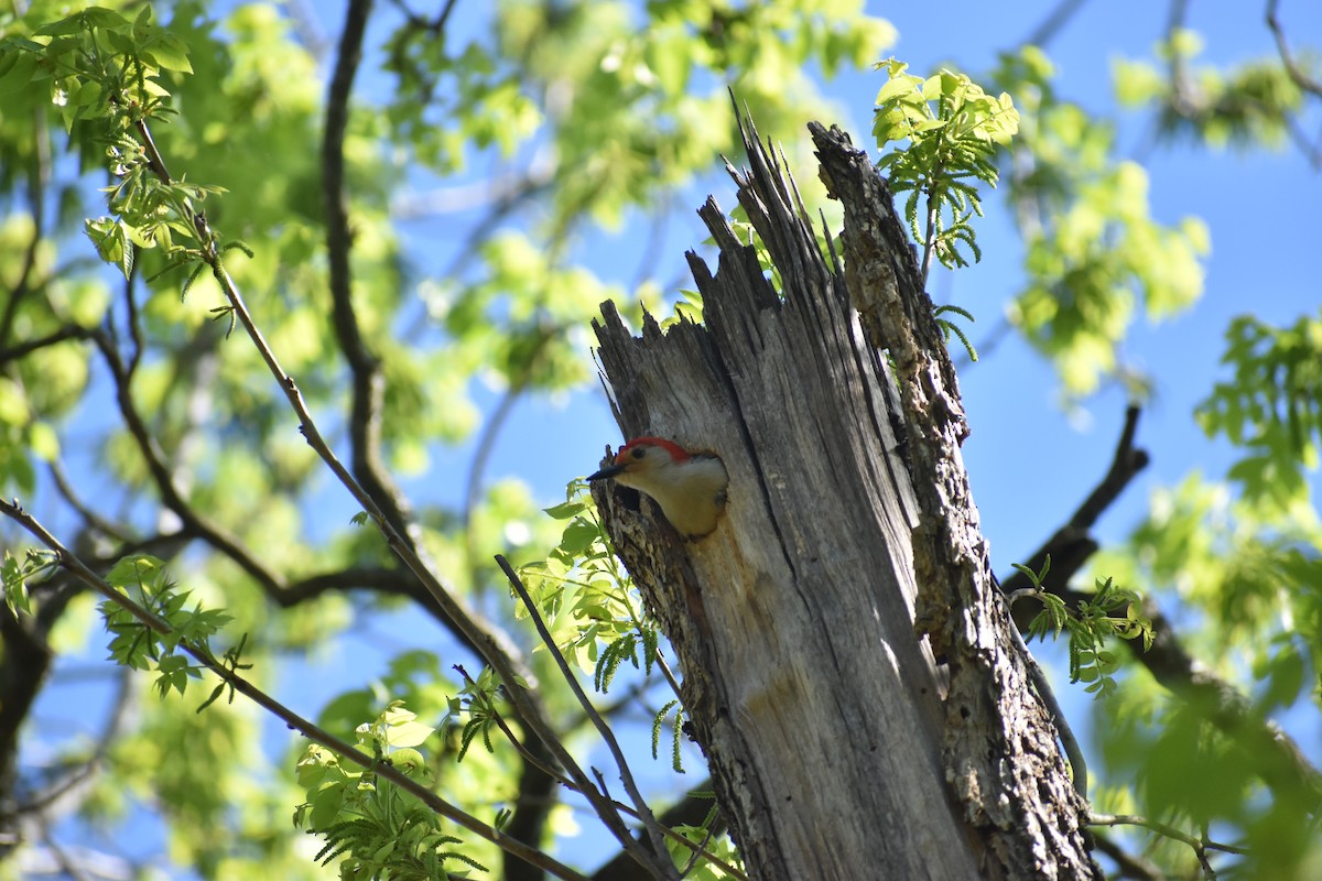Red-bellied Woodpecker - ML615546371