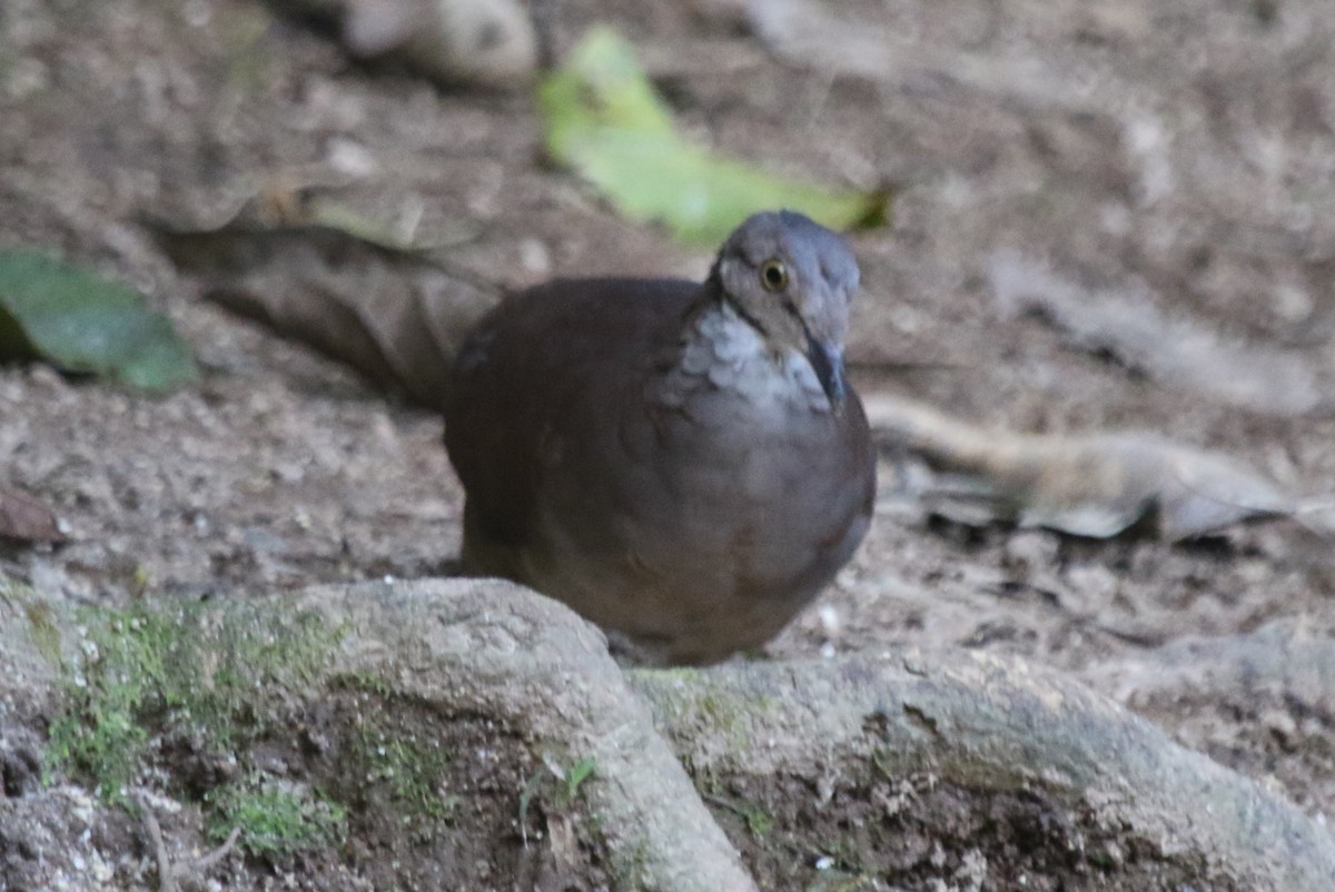 White-throated Quail-Dove - ML615546386