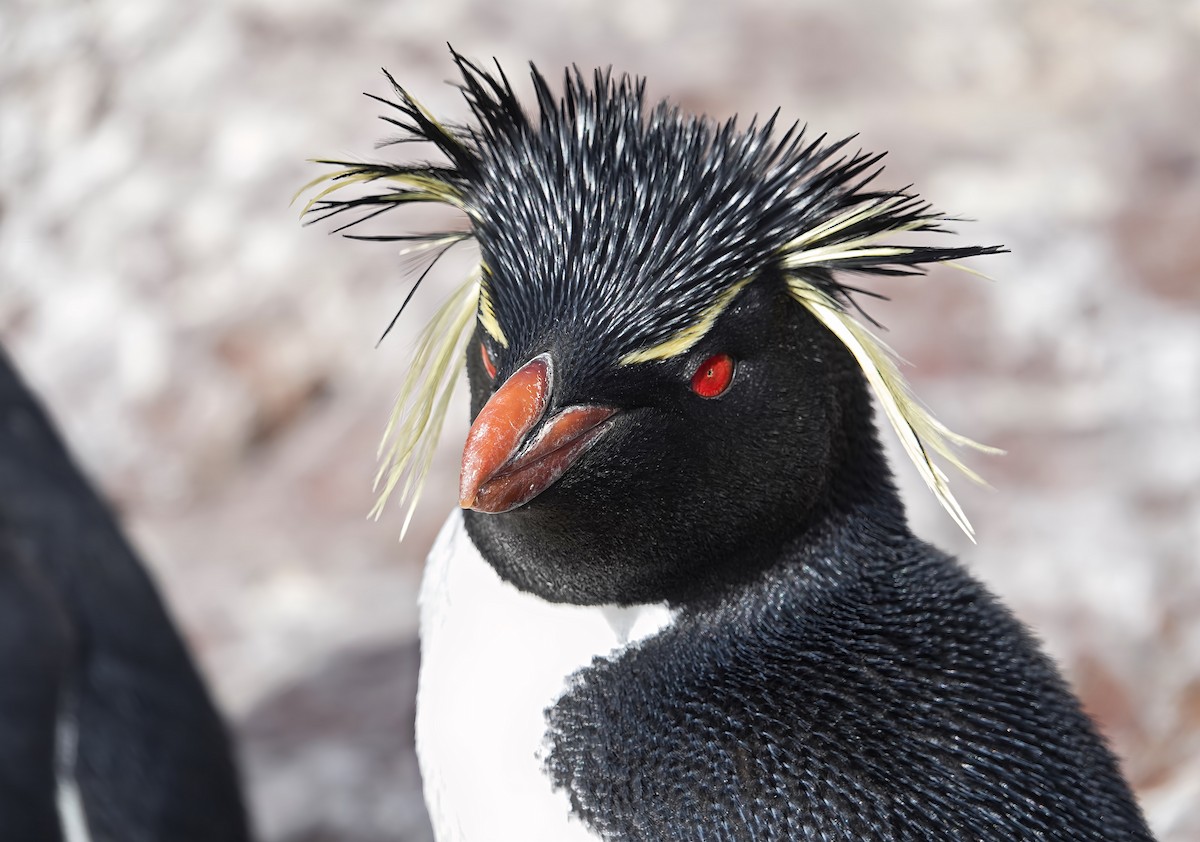Pingüino Saltarrocas Meridional - ML615546418