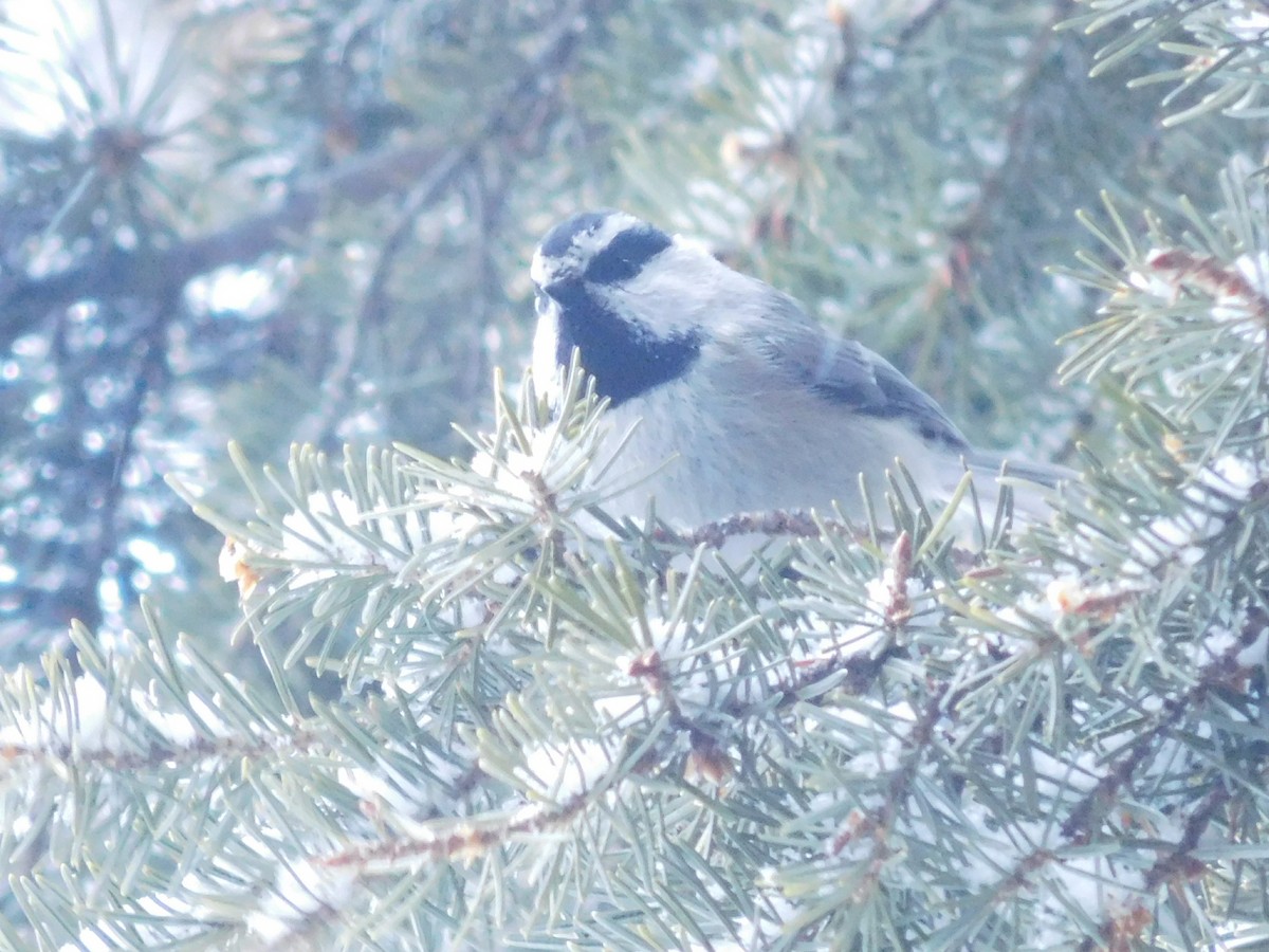 Mountain Chickadee - Dargan Jaeger