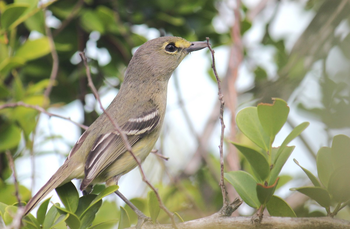 Vireo Piquigrueso - ML615546528