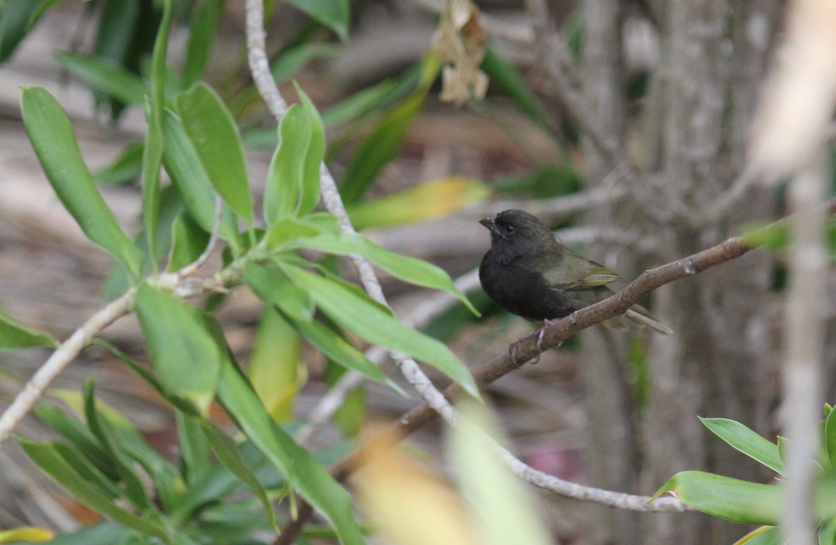 Black-faced Grassquit - Michael McAllister