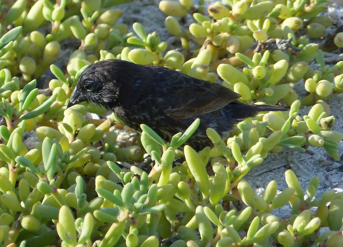 Genovesa Ground-Finch - ML615546539