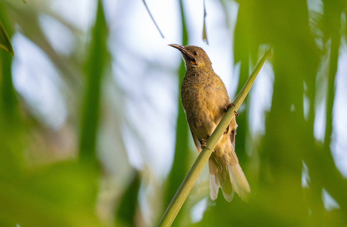 Western Wattled-Honeyeater - ML615546571