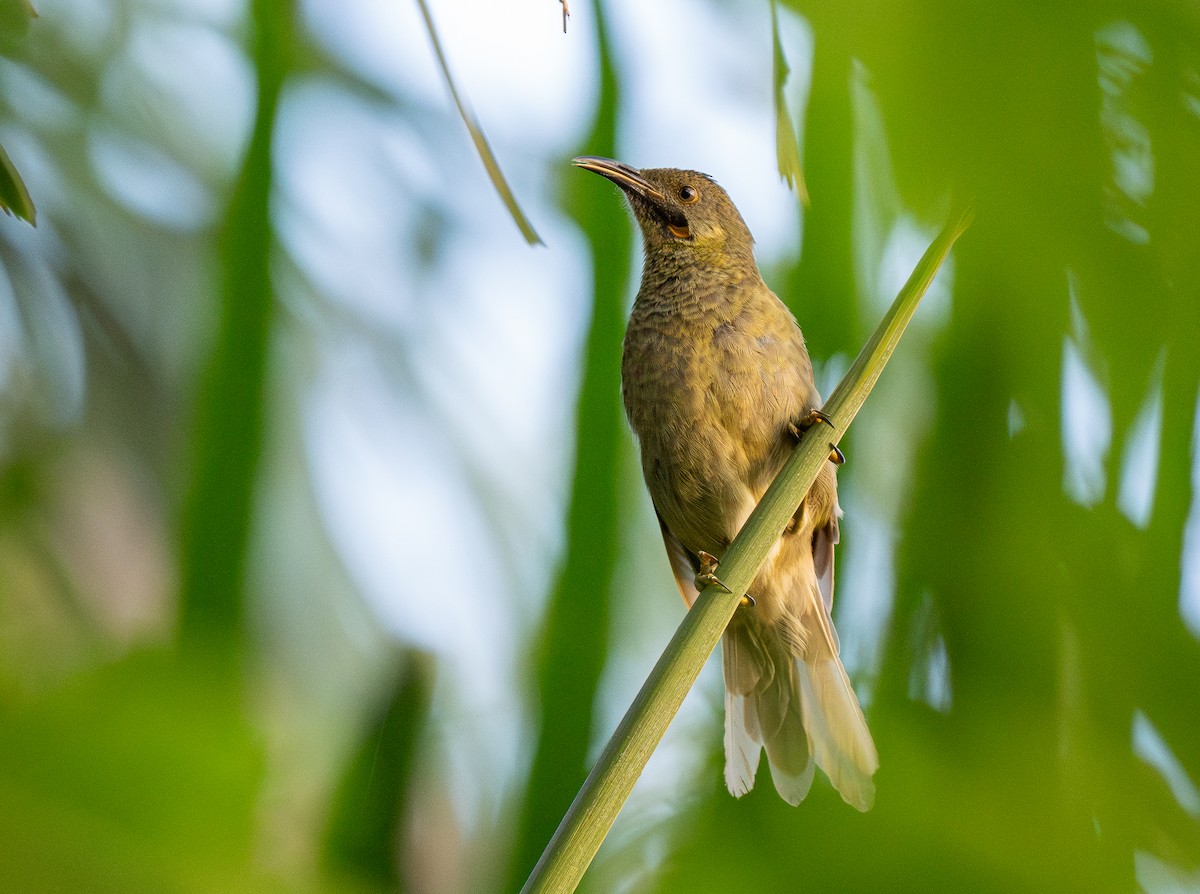 Western Wattled-Honeyeater - ML615546573