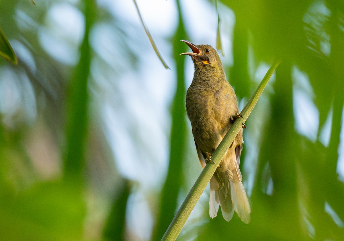 Western Wattled-Honeyeater - ML615546574