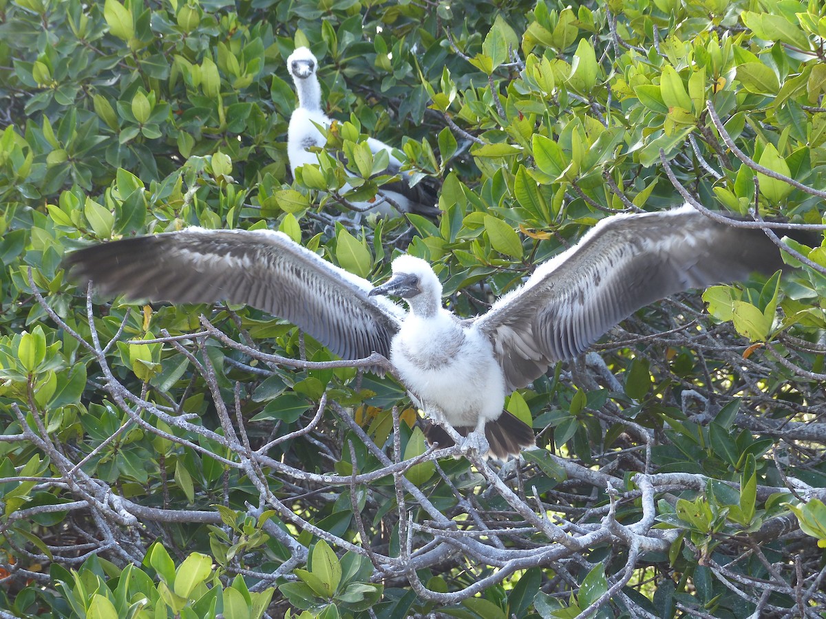 Red-footed Booby (Eastern Pacific) - ML615546605