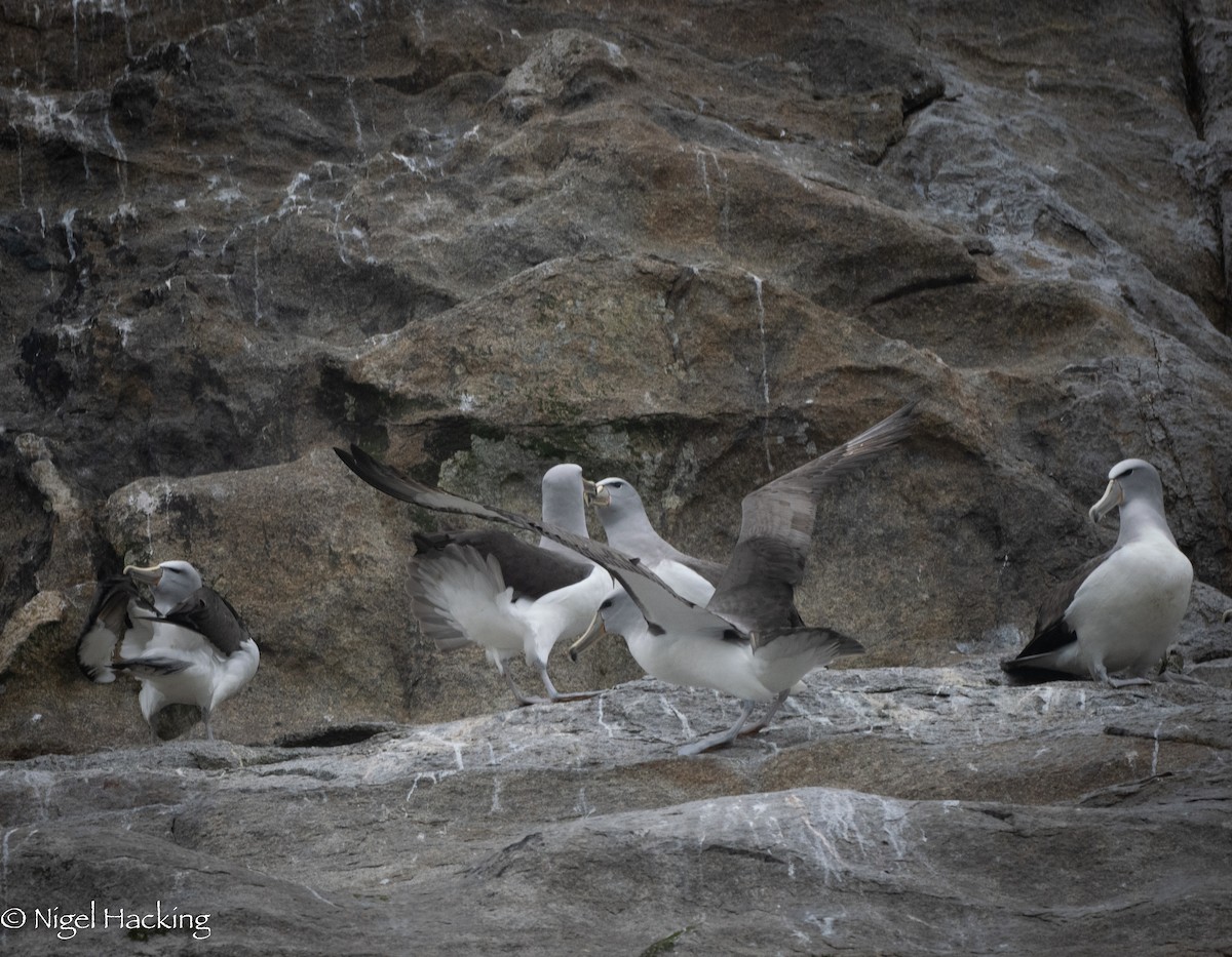 albatros snarský - ML615546615