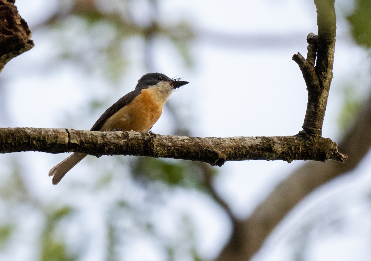 Vanikoro Flycatcher - ML615546625