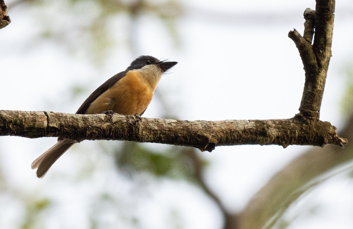 Vanikoro Flycatcher - ML615546627