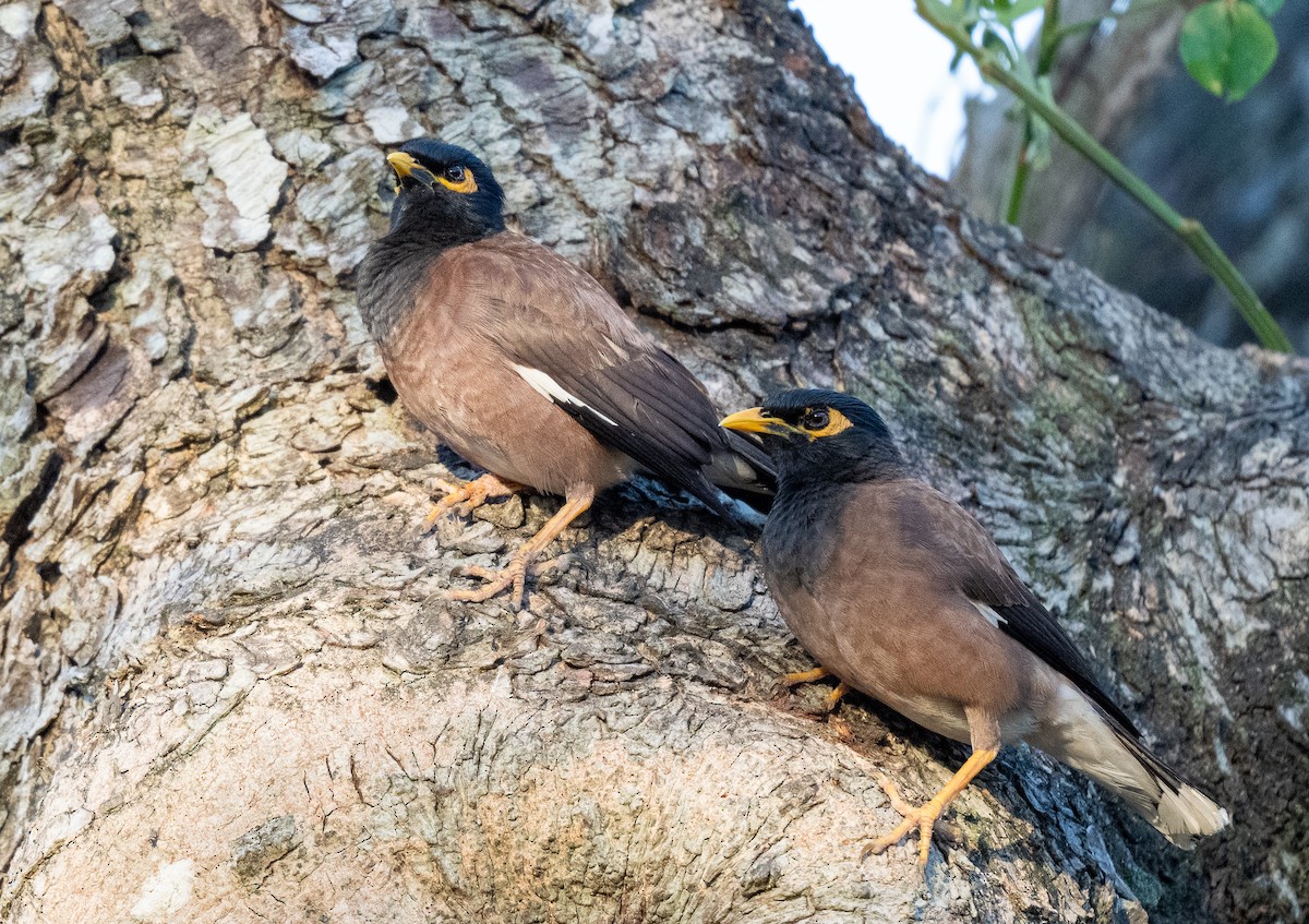 Common Myna - ML615546642