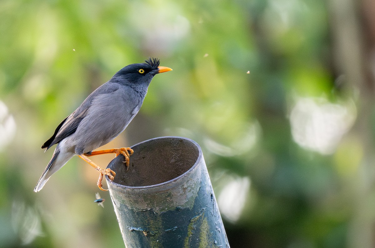 Jungle Myna - ML615546660