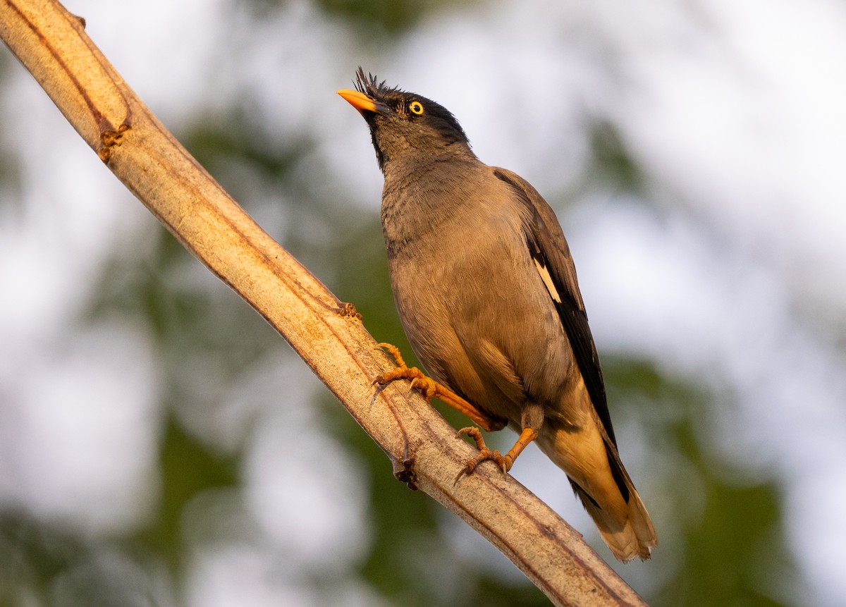 Jungle Myna - ML615546661