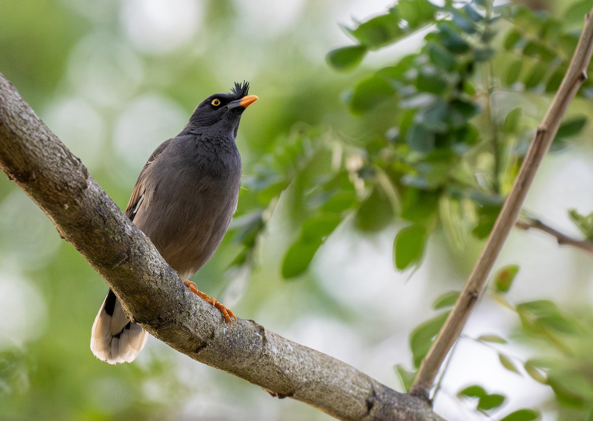 Jungle Myna - ML615546662