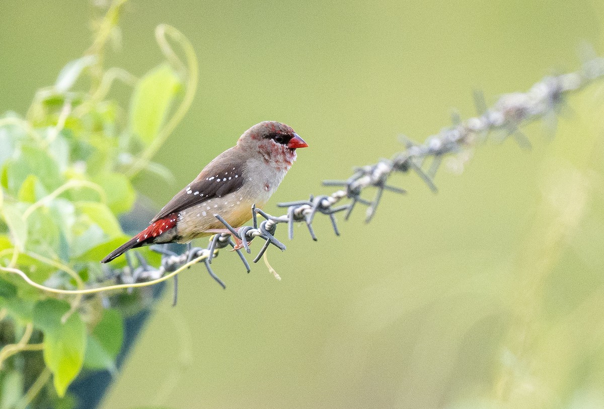 Red Avadavat - ML615546697