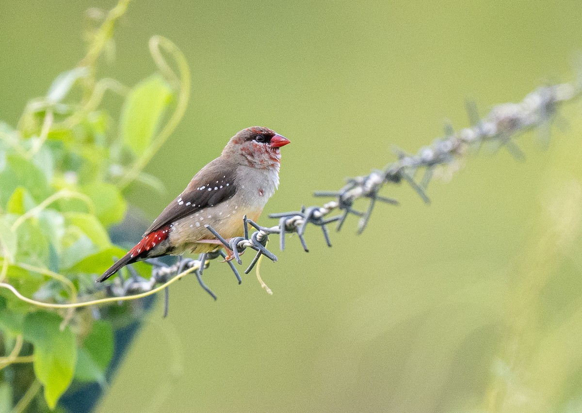 Red Avadavat - ML615546698