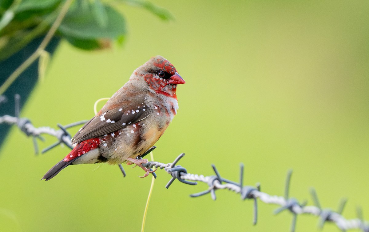 Red Avadavat - Forest Botial-Jarvis