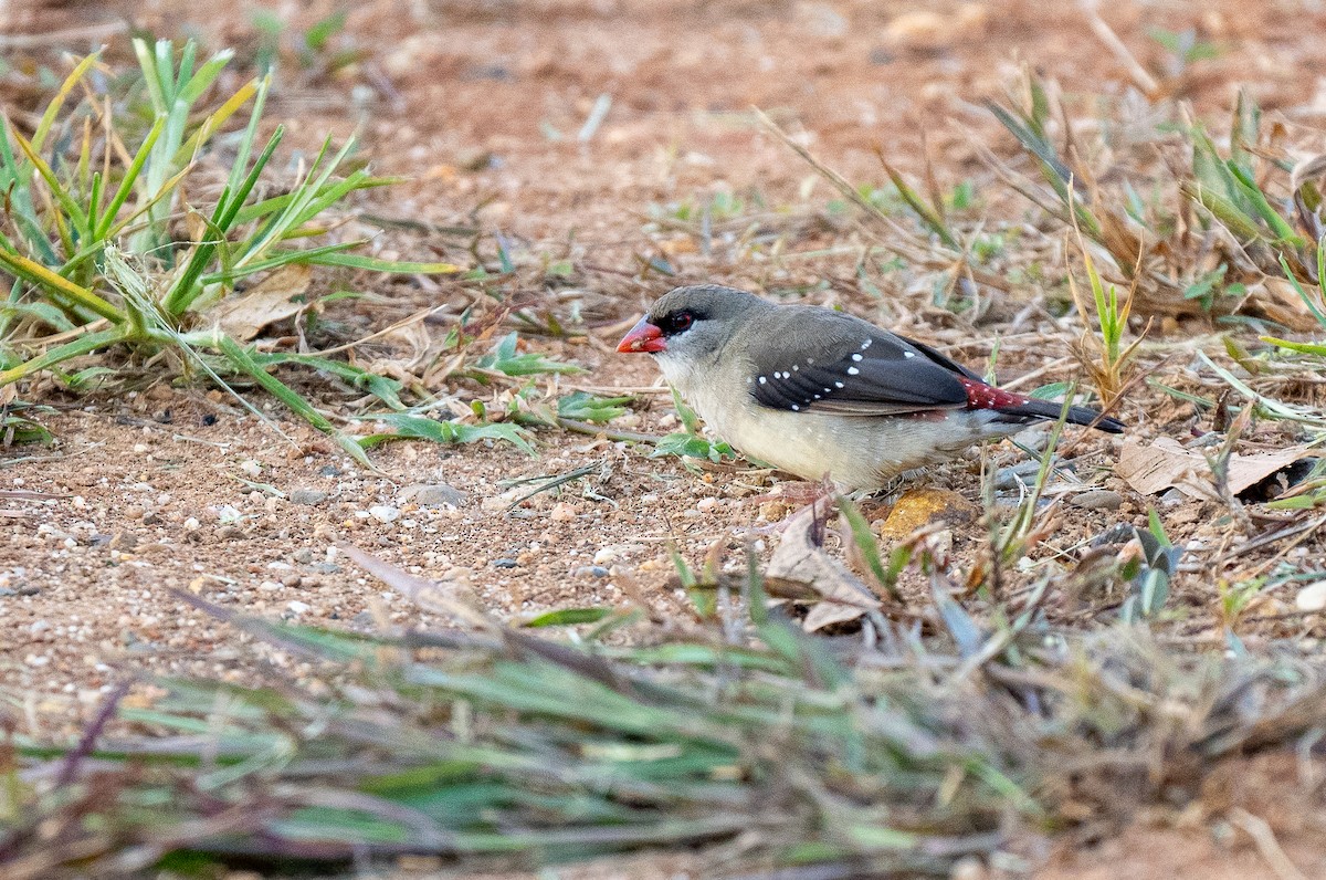 Red Avadavat - ML615546700