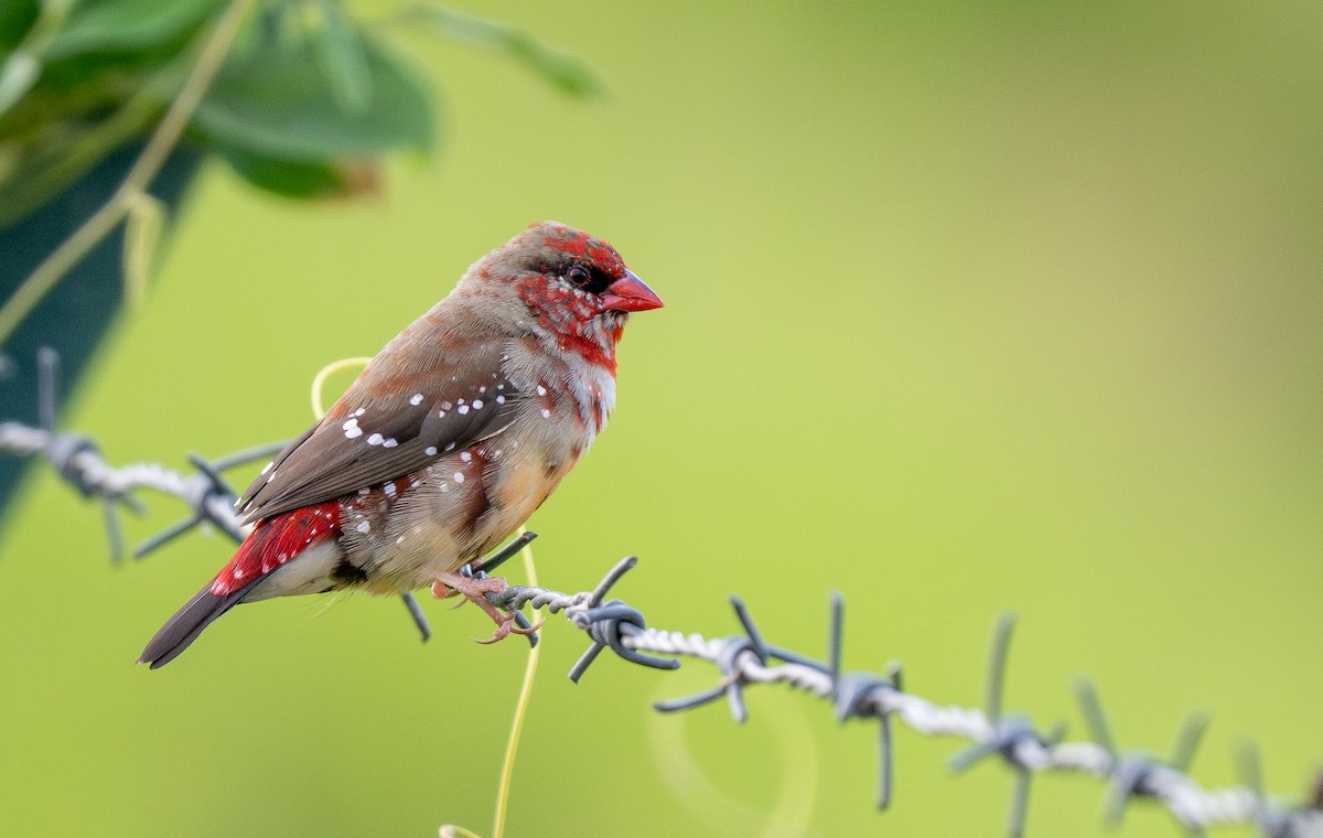 Red Avadavat - ML615546701