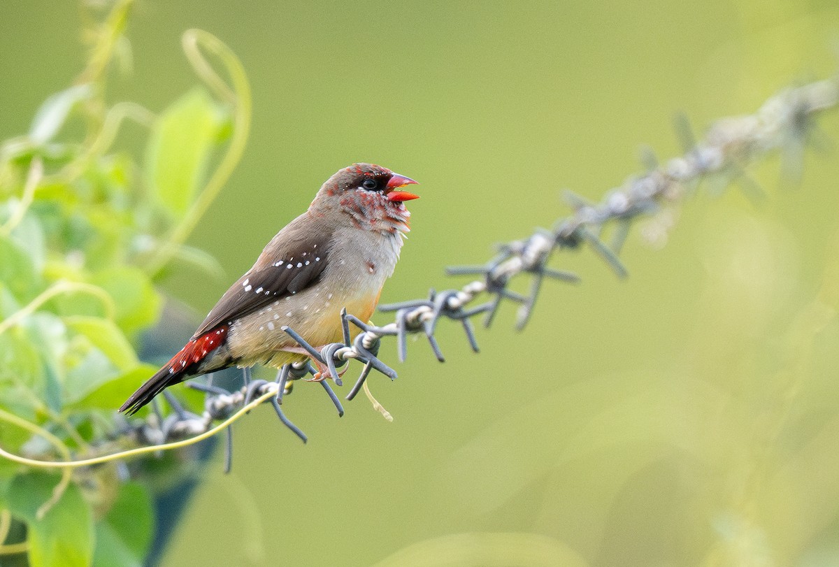 Red Avadavat - ML615546702