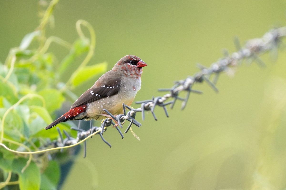 Red Avadavat - ML615546703