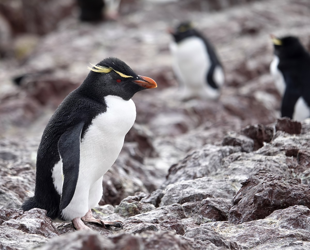 Southern Rockhopper Penguin - Chris Bell